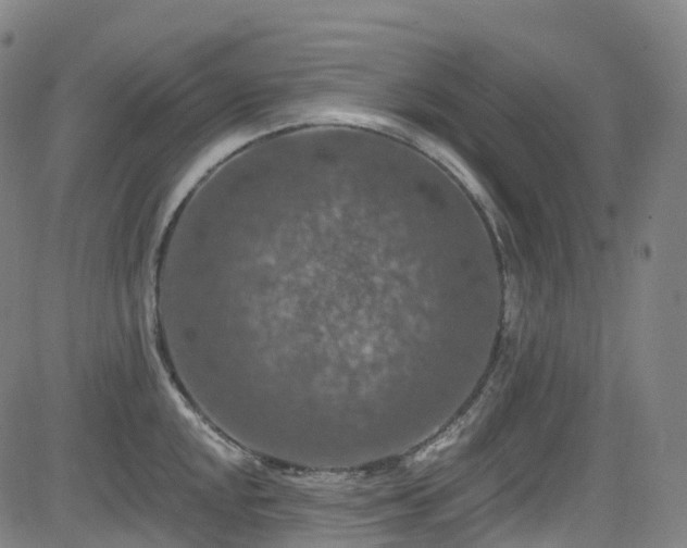 X0000085261048200703091318