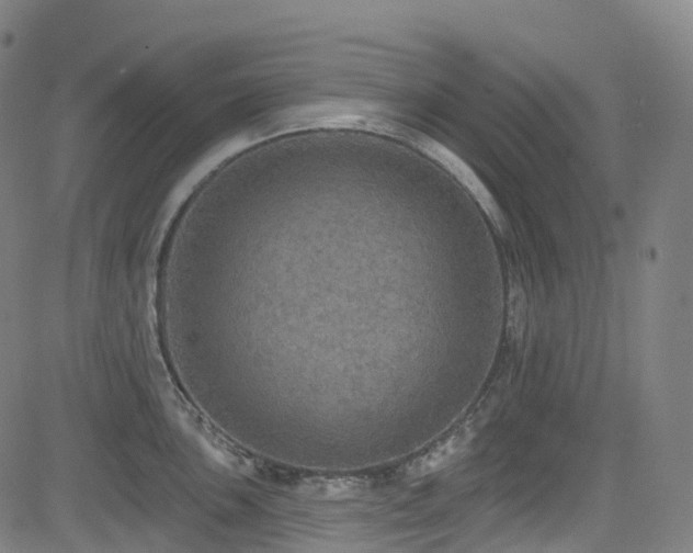 X0000085261051200703091318