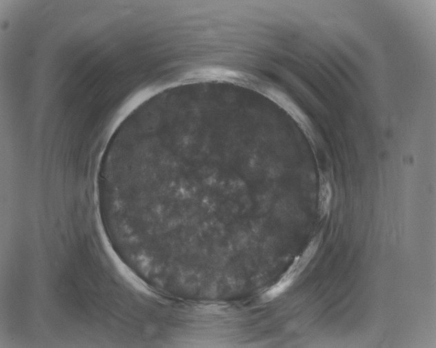 X0000085261055200703091319