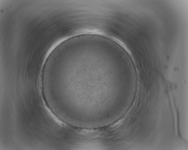 X0000085261056200703091319