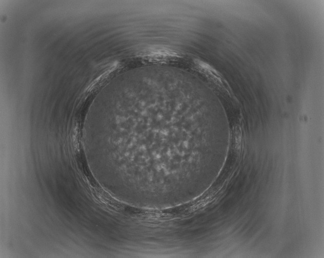 X0000085261060200703091318