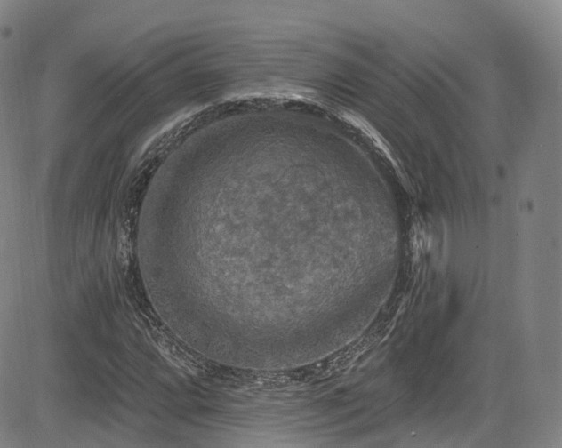 X0000085261064200703091318