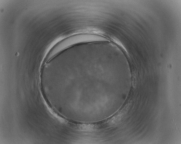 X0000085261087200703091317