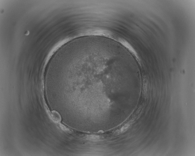 X0000085261088200703091317