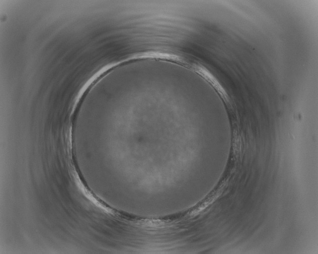 X0000085261092200703091317