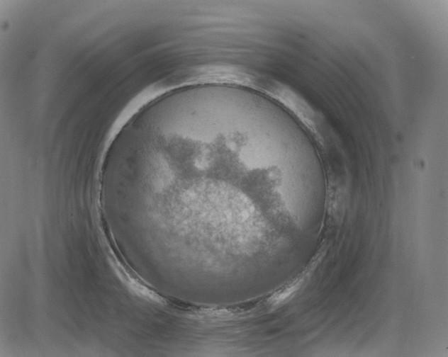 X0000085261094200703091317