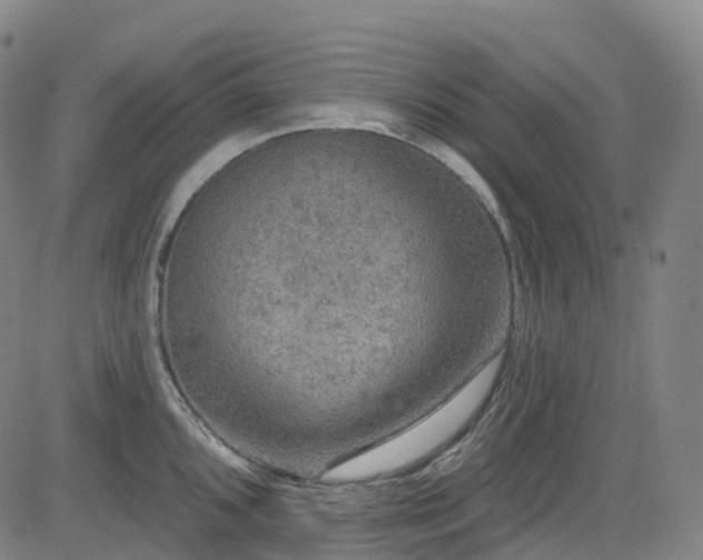 X0000085261096200703091317