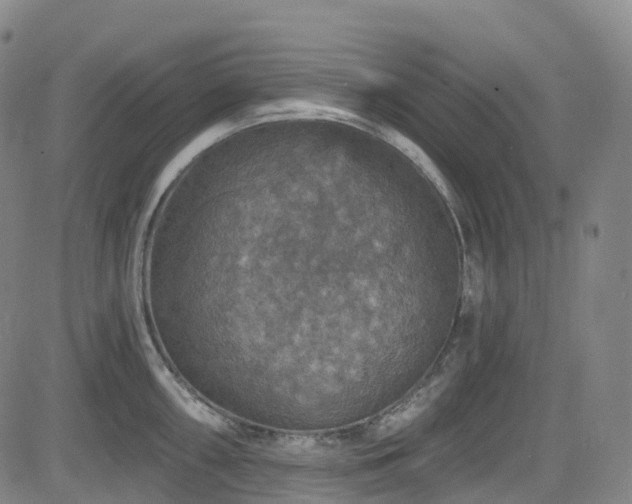 X0000085261098200703091317