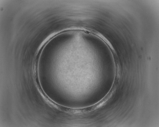 X0000085261101200703091317