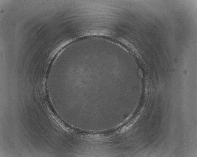 X0000085261121200703091316