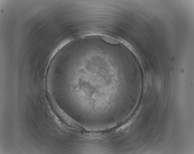 X0000085261145200703091317