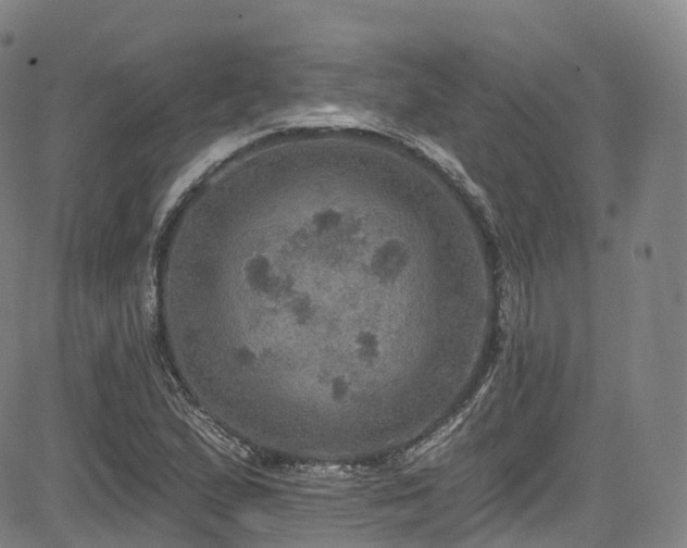 X0000085261167200703091316