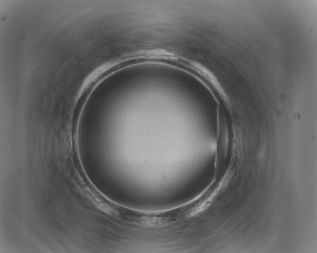 X0000085261176200703091316