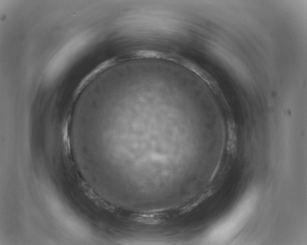 X0000085261198200703091315