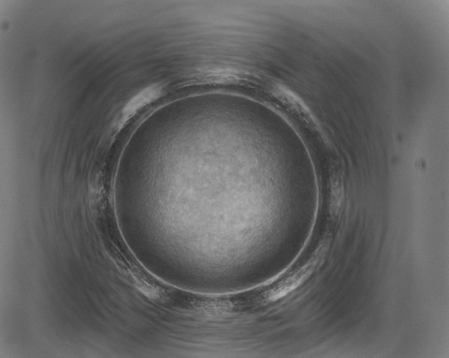 X0000085261210200703091315