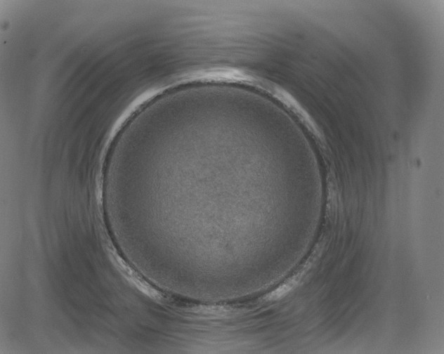 X0000085261232200703091315