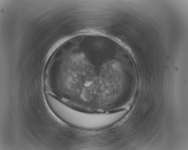 X0000085261239200703091315