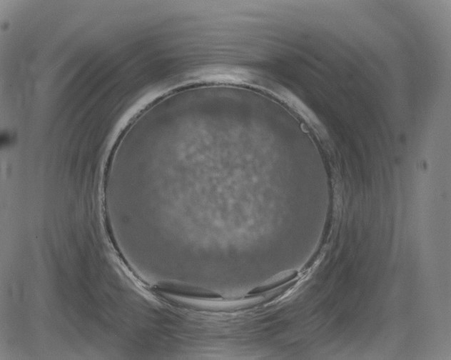 X0000085261240200703091315