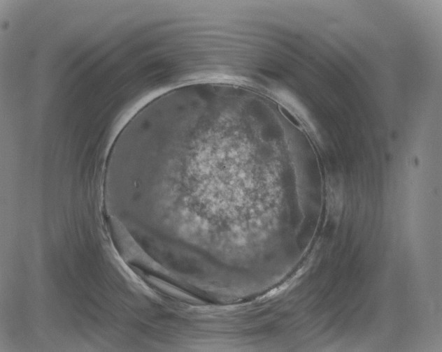 X0000085261244200703091315