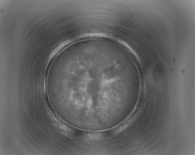 X0000085261274200703091314