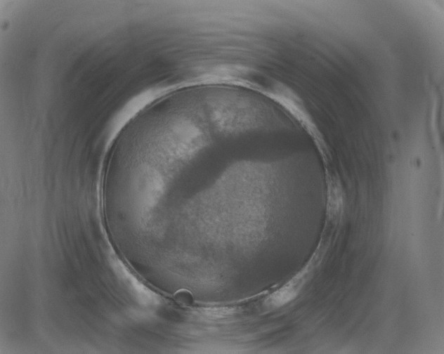 X0000085261294200703091314