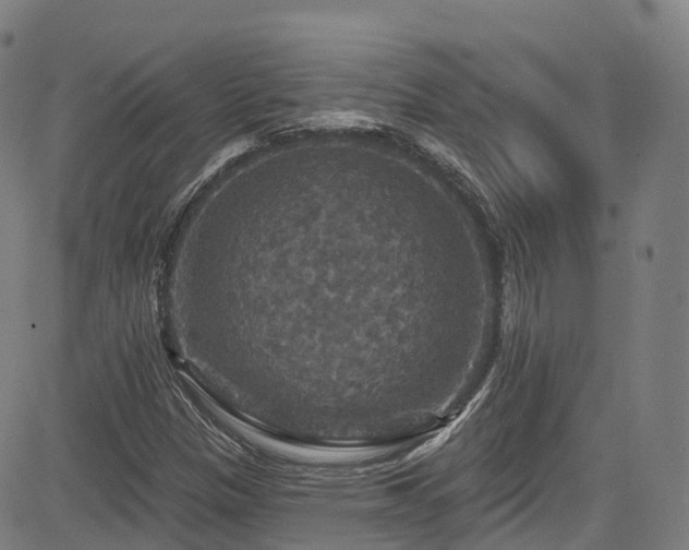 X0000085261305200703091313