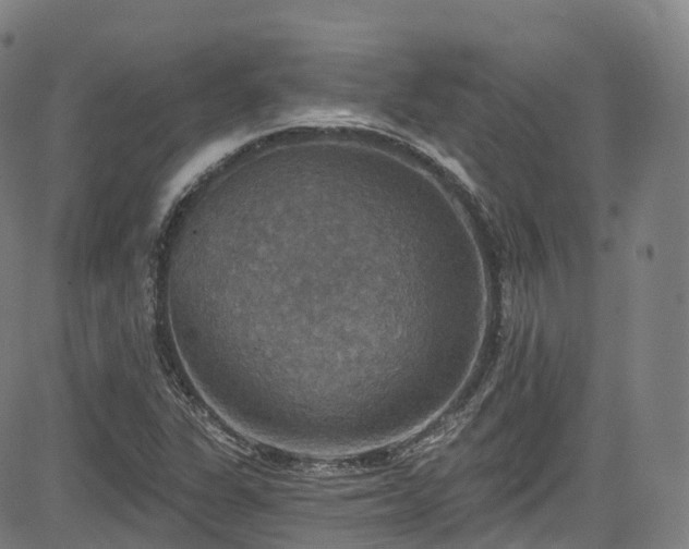 X0000085261311200703091313