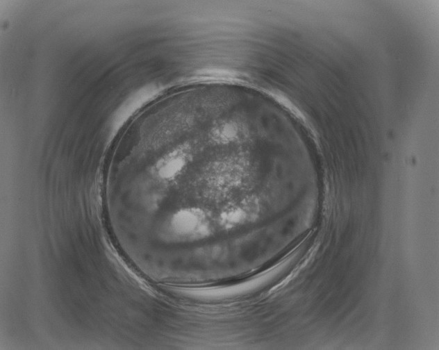 X0000085261325200703091313