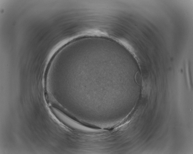 X0000085261335200703091314