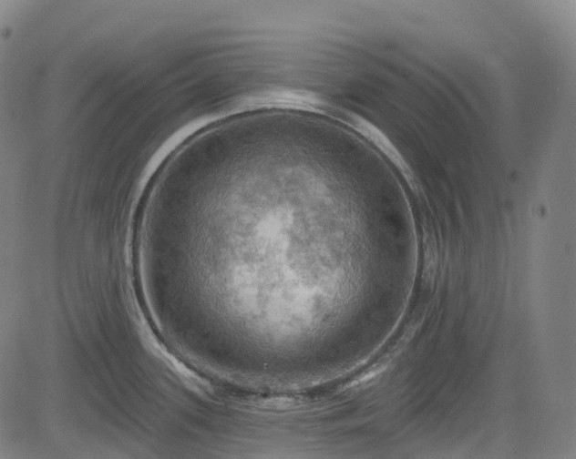 X0000085261339200703091314