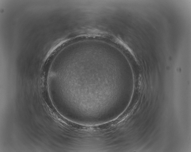 X0000085261352200703091313