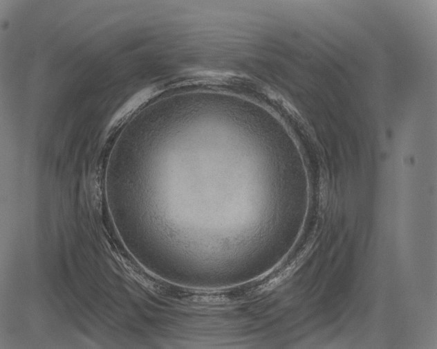 X0000085261354200703091313