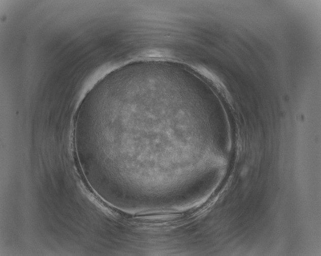 X0000085261374200703091312