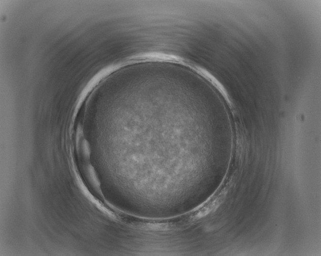 X0000085261381200703091312