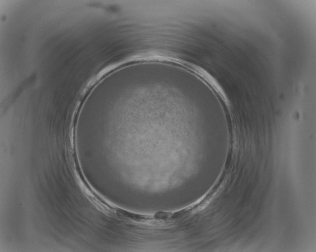 X0000085261388200703091312