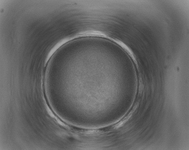 X0000085261390200703091312