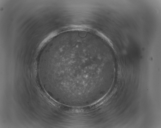 X0000085261411200703091312