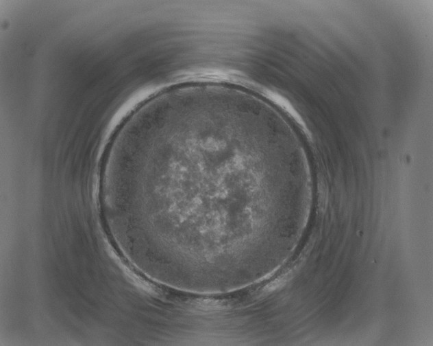 X0000085261424200703091312