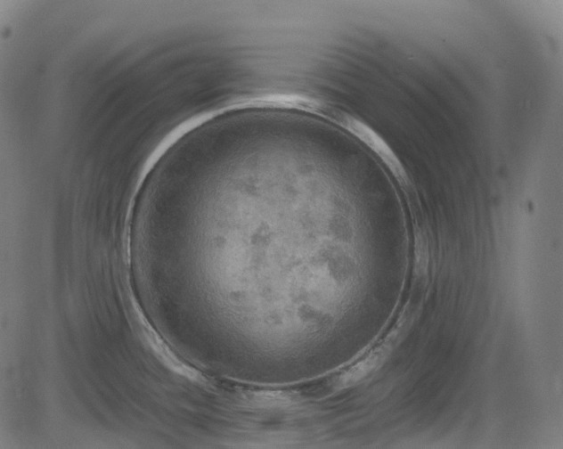 X0000085261436200703091312