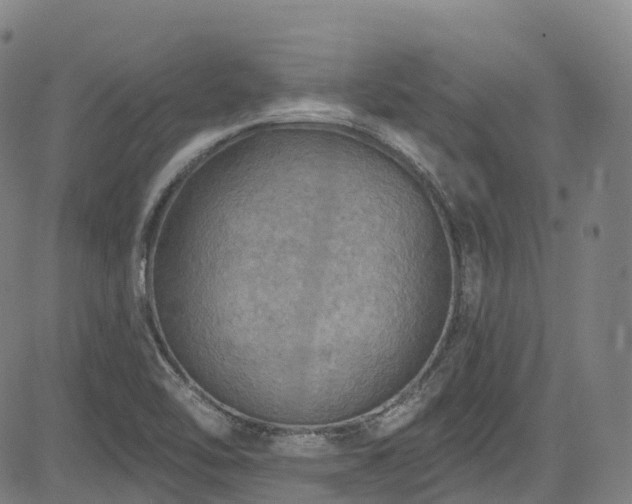 X0000085261462200703091311