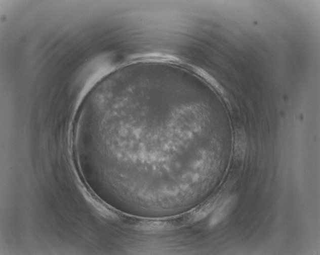 X0000085261474200703091311