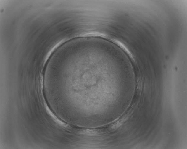 X0000085261476200703091311