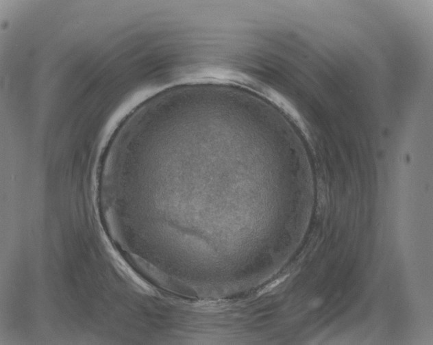 X0000085261480200703091311