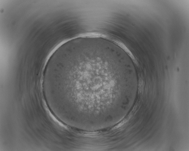 X0000085261484200703091311