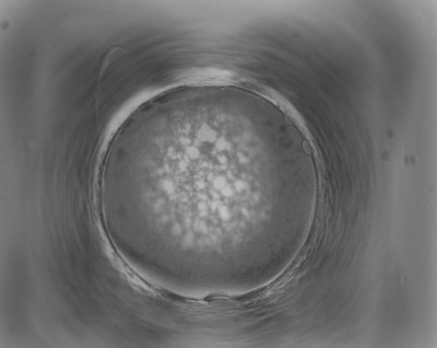 X0000085261488200703091311