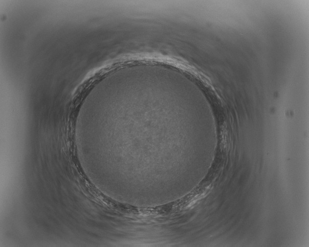 X0000085261494200703091310