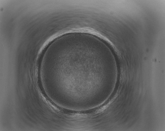 X0000085261506200703091310