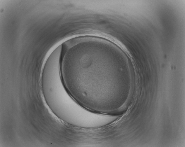 X0000085261536200703091311