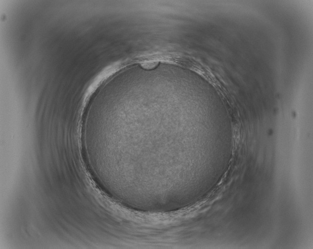 X0000085260006200703161416