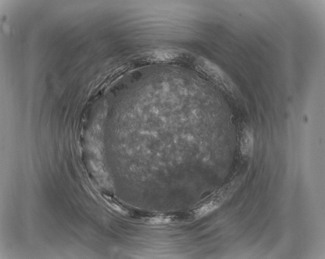 X0000085260366200703161410